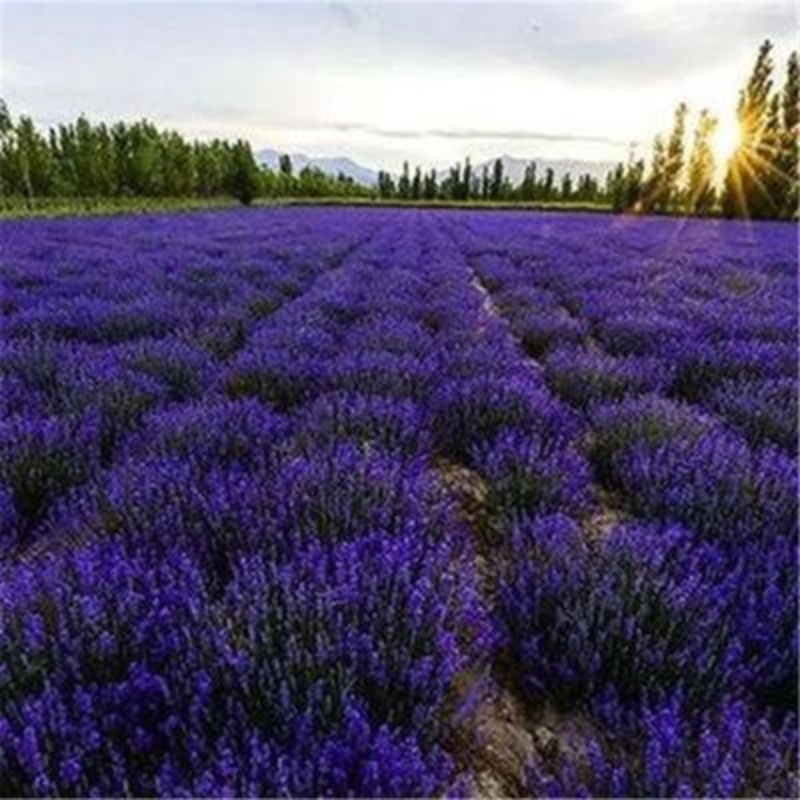 普罗旺斯薰衣草种子四季种植易活庭院阳台盆栽室内花种籽香草种孑