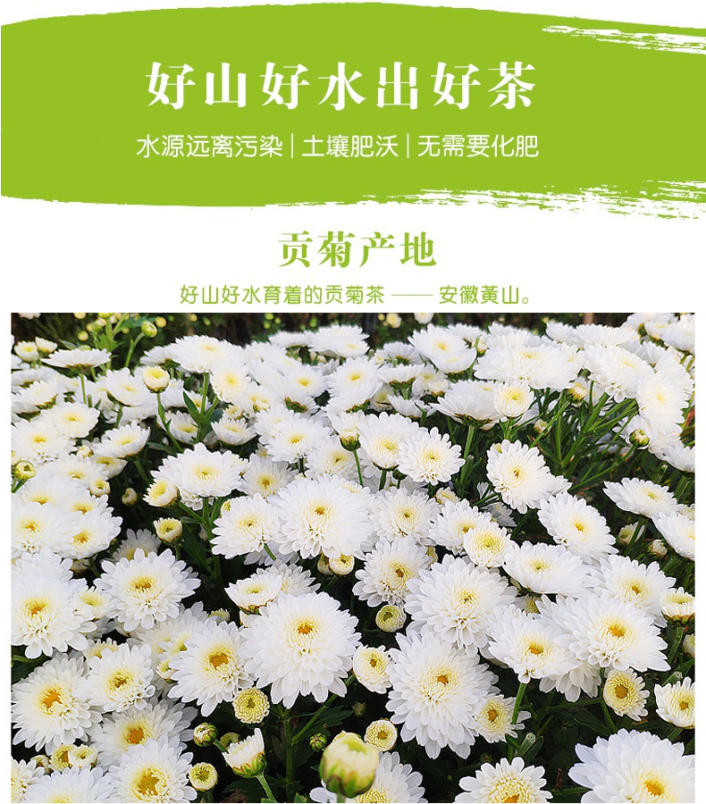 买1发2 黄山原产贡菊花茶特级白菊花草茶干花茶叶非杭白胎菊泡水