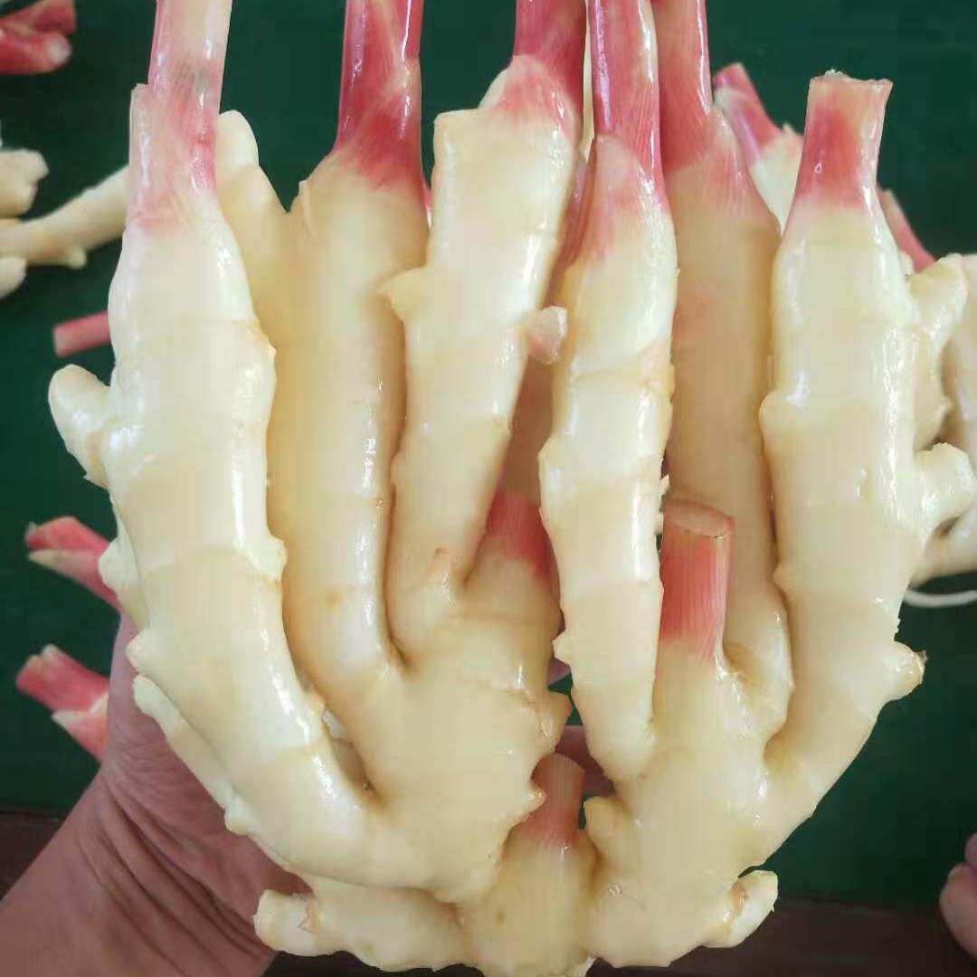 子姜新鲜嫩姜山东红芽仔姜生姜鲜姜四川竹根姜芽