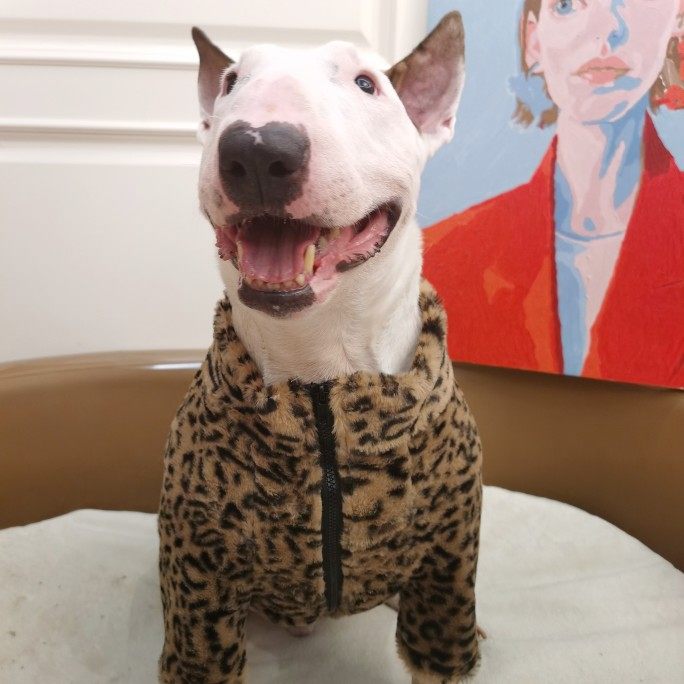 三色豹纹大狗衣服冬季外套保暖单层绒宠物服牛头梗拉布拉多法斗,淘宝优惠券,粉丝福利购,淘宝优惠卷