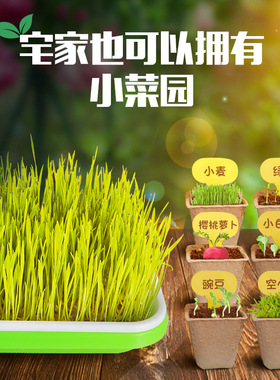 儿童阳光种植房玩具迷你植物盒小学生科学实验套装种菜六一节玩具