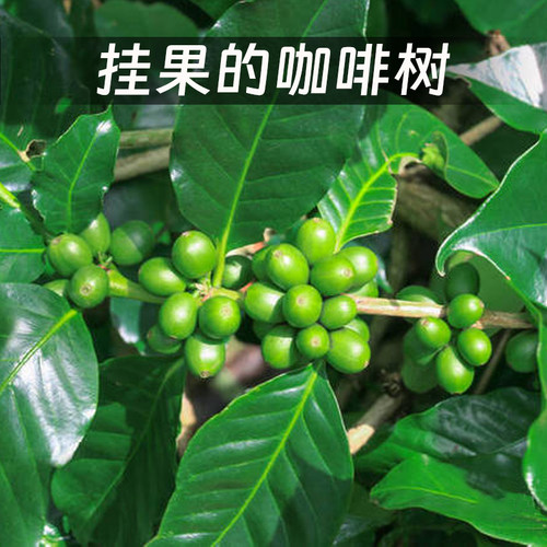 埃塞西达摩AL0 HURRO G1日晒定制烘焙新产季香浓精品咖啡生豆500g - 图1