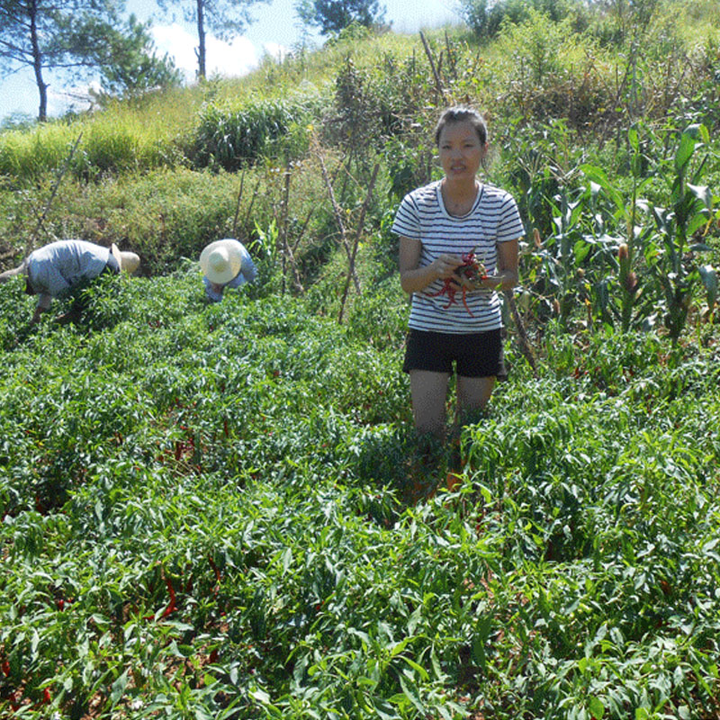 无盐白辣椒干货500g包邮农家自制日晒白干辣椒湖南土特产新货-图2