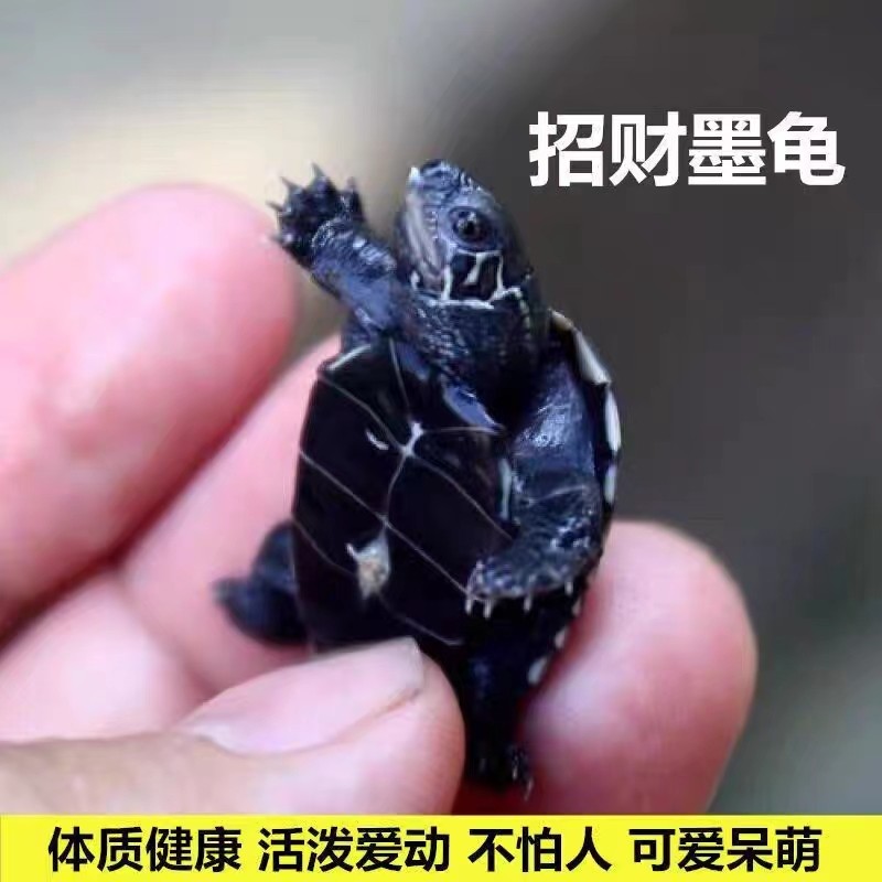 墨龟苗活体全黑公母小乌龟活物黑腹外塘草龟苗顶墨龟宠物观赏水龟,淘宝优惠券,粉丝福利购,淘宝优惠卷