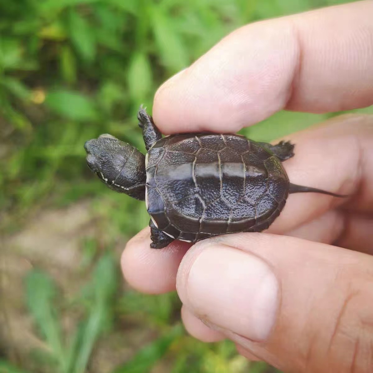 墨龟苗活体全黑公母小乌龟活物黑腹外塘草龟苗顶墨龟宠物观赏水龟,淘宝优惠券,粉丝福利购,淘宝优惠卷