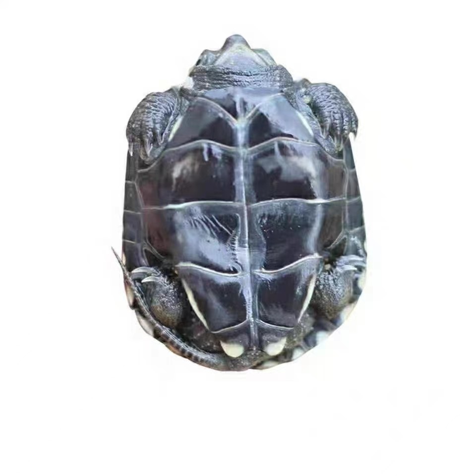 墨龟苗活体全黑公母小乌龟活物黑腹外塘草龟苗顶墨龟宠物观赏水龟,淘宝优惠券,粉丝福利购,淘宝优惠卷