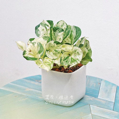 快乐叶子Happy大理石皇后锦叶油画绿萝荷兰进口植物盆栽植迷者 - 图0