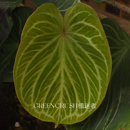 花烛kos黑桃王牌红脉籽播观叶植物观赏热带室内植迷者 - 图2