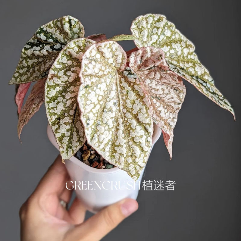 富士山锦秋海棠带锦锦化白冰网红观叶盆栽室内观叶四季好养植物,淘宝优惠券,粉丝福利购,淘宝优惠卷