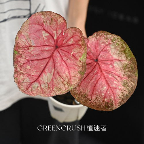 植迷者复古烟粉抹茶老版本小叶大叶海王彩叶芋盆栽半室内观叶植物 - 图1