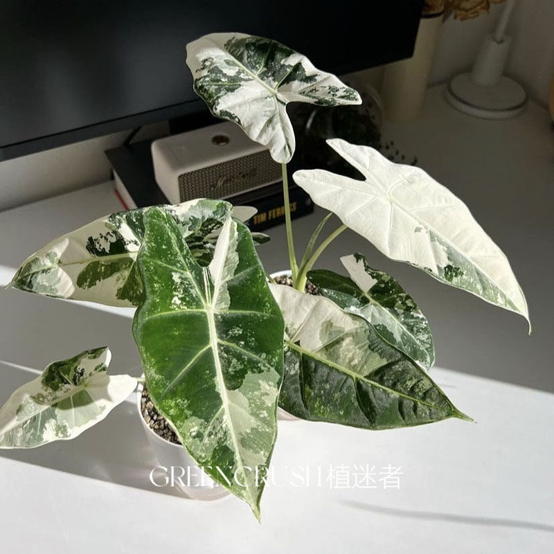 绿色天鹅绒绿天鹅锦海芋绒毛质感花叶带锦植物绿鹅锦绿植植迷者,淘宝优惠券,粉丝福利购,淘宝优惠卷