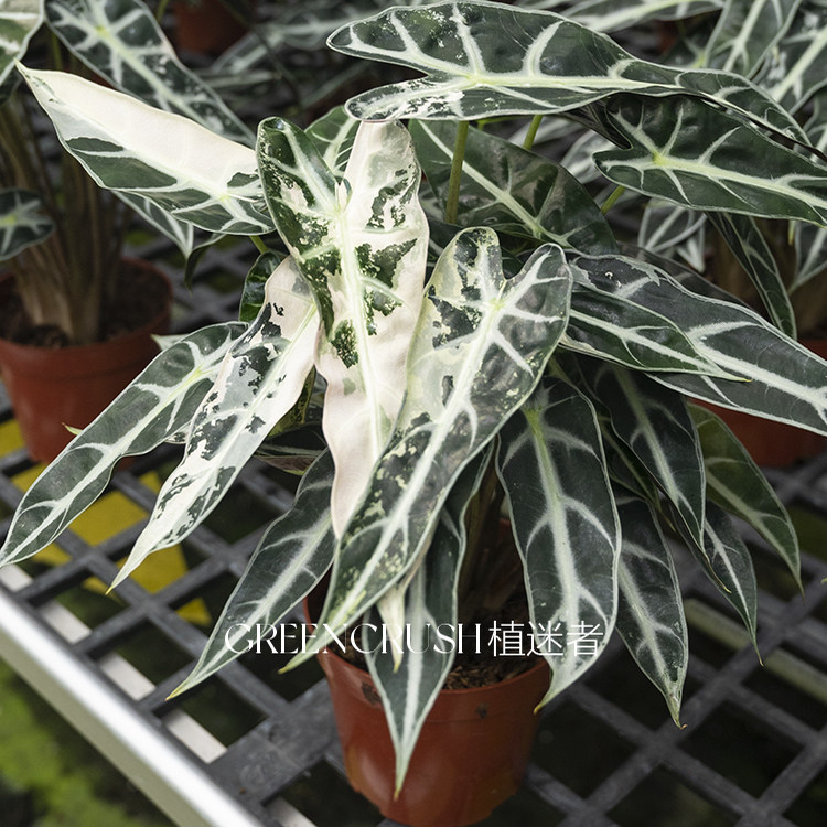 小仙女海芋锦化植物室内阳台绿植观叶好养耐看高质感盆栽植迷者,淘宝优惠券,粉丝福利购,淘宝优惠卷