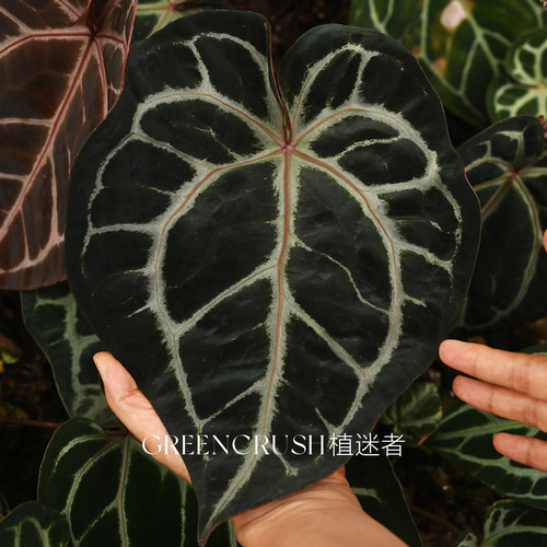 红水晶花烛籽播米歇尔zara粉柠檬神奇男孩天南星科热带植物植迷者 - 图1