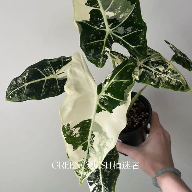 绿色天鹅绒绿天鹅锦海芋绒毛质感花叶带锦植物绿鹅锦绿植植迷者,淘宝优惠券,粉丝福利购,淘宝优惠卷