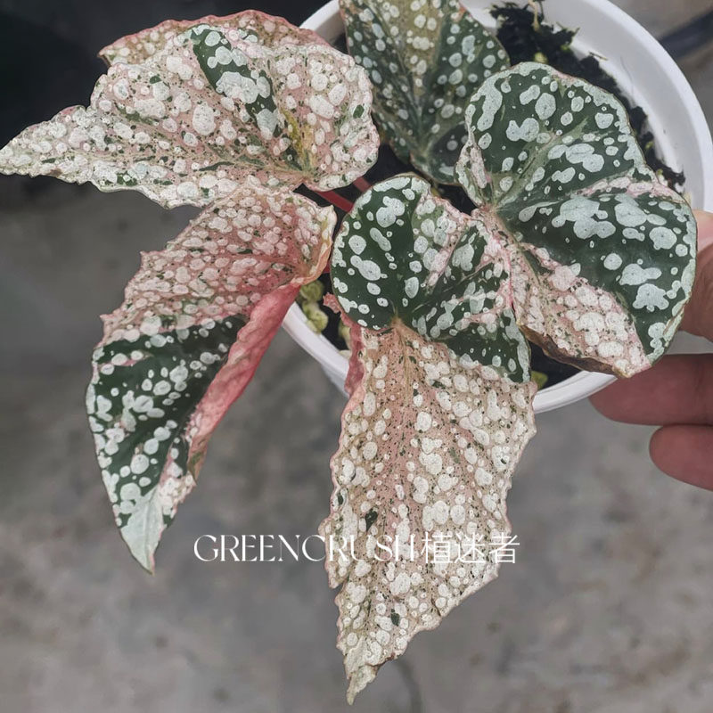 富士山锦秋海棠带锦锦化白冰网红观叶盆栽室内观叶四季好养植物,淘宝优惠券,粉丝福利购,淘宝优惠卷