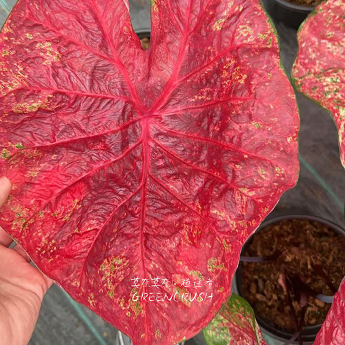 彩叶芋国产种球合集E菲尔门红桃a - 图0
