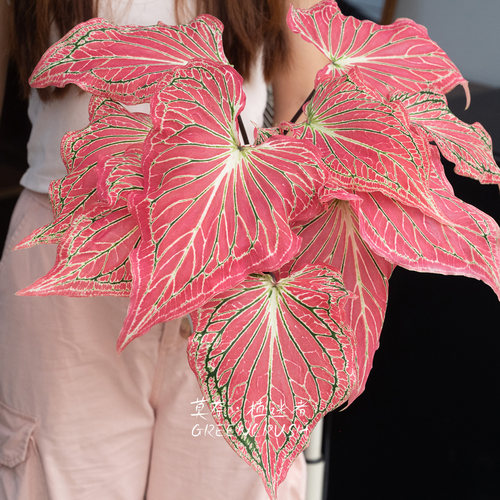 国产彩叶芋盆栽合集粉飞泰国美人白色恋人米兰甜心如烟海王植迷者 - 图1