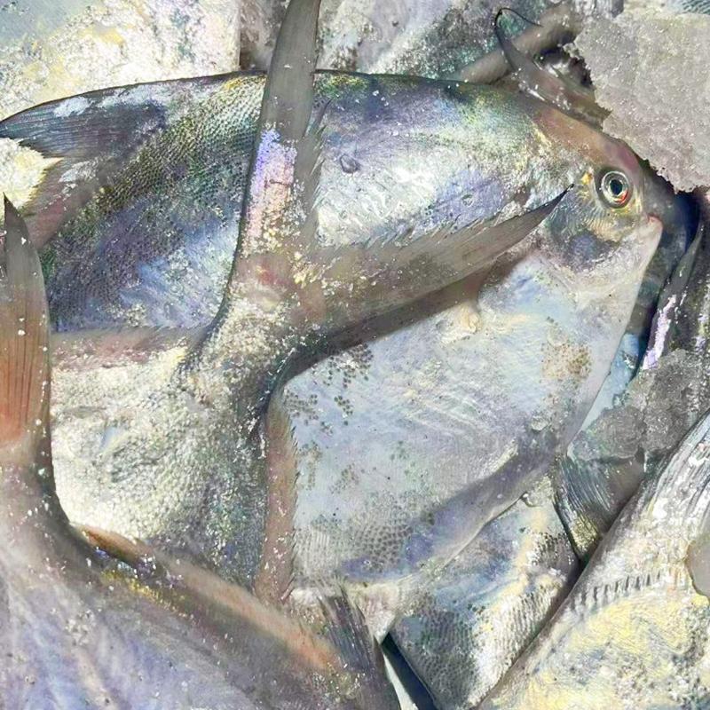 新鲜银鲳鱼 大白鲳 平鱼 鲜活冷冻 舟山海鲜2条/斤鲳鱼 2斤一份,淘宝优惠券,粉丝福利购,淘宝优惠卷