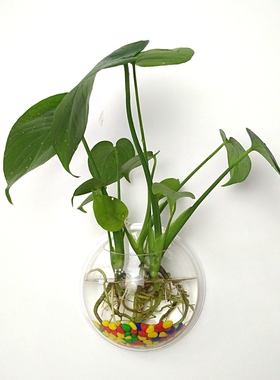 亚克力墙壁水培绿萝花