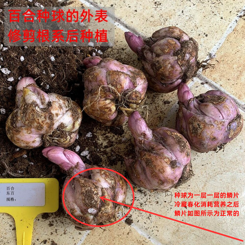 香水百合种球进口四季盆栽花卉种子室内外阳台已催芽木门浓香花苗 - 图3