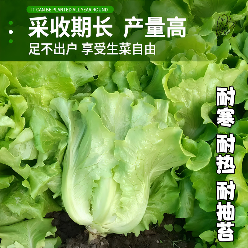 生菜苗种子菜籽种植水培蔬菜种籽大全秋冬四季罗马意大利奶油香菜-图0