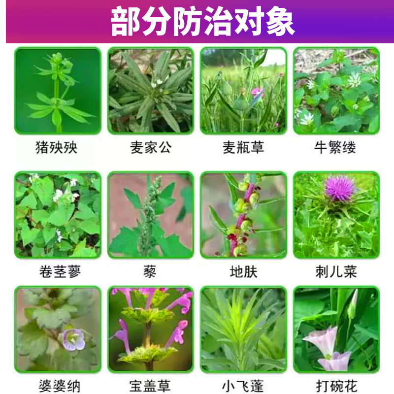 草坪除草剂除阔叶杂草马尼拉四季青果岭草百慕大狗牙根草坪除草剂 - 图1