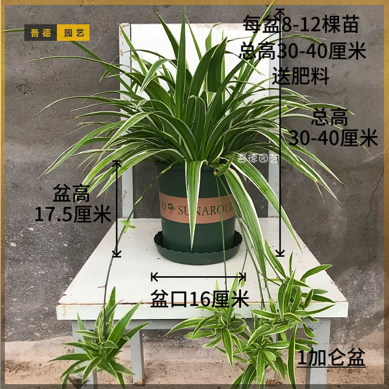 基地直发大盆金边吊兰带藤吊花剑绿植盆栽花卉室内净化空气吸甲醛 - 图1