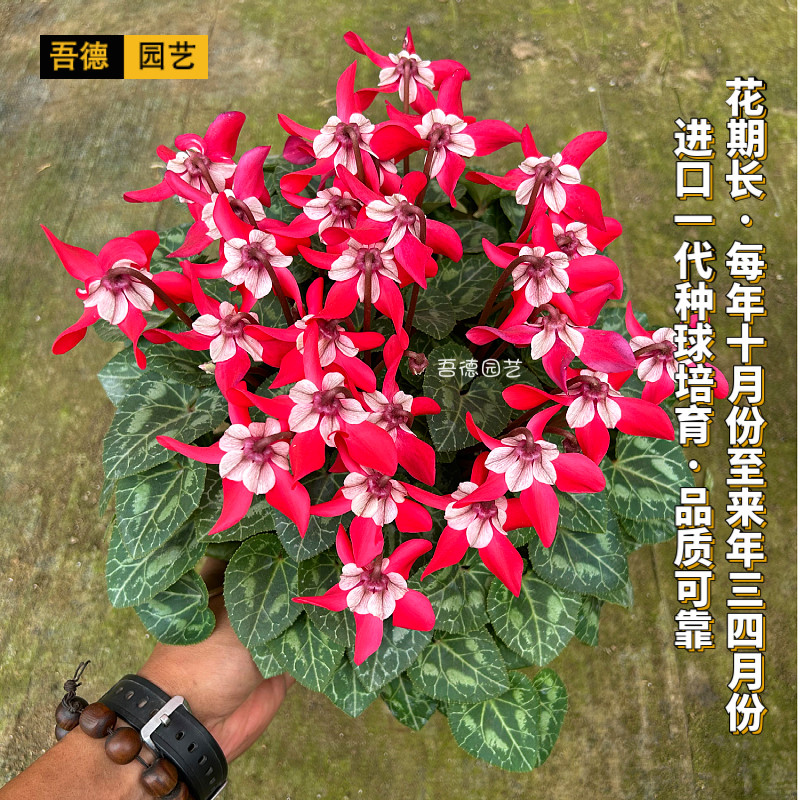 进口F1代蝶衣仙客来盆栽花卉客厅书房餐厅办公室室内桌摆省事好养,淘宝优惠券,粉丝福利购,淘宝优惠卷