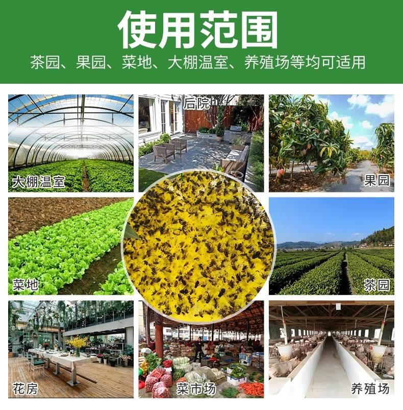 粘虫板果蝇粘虫胶带粘虫纸板驱灭蚊粘蚊虫黄板果园双面粘虫板 - 图2