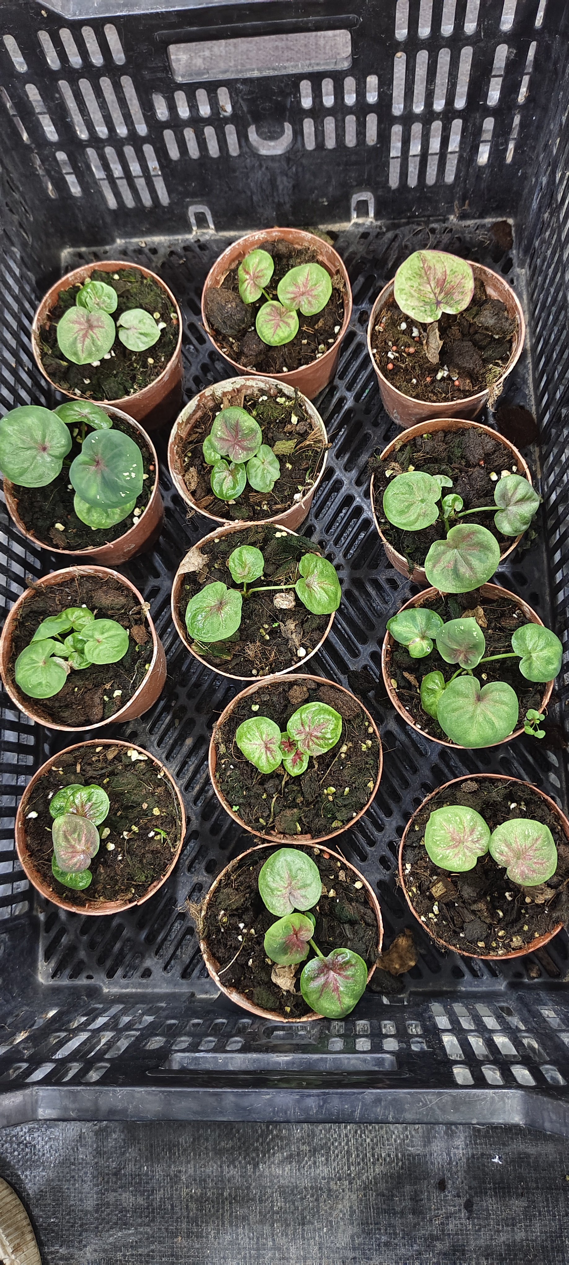 小海王不做任何售后，想好再拍,淘宝优惠券,粉丝福利购,淘宝优惠卷