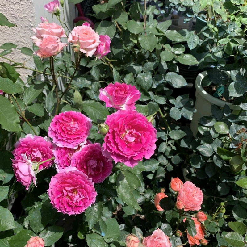 浓香天方夜谭月季盆栽阳台欧月花苗多季开花植物室内外玫瑰大花卉,淘宝优惠券,粉丝福利购,淘宝优惠卷