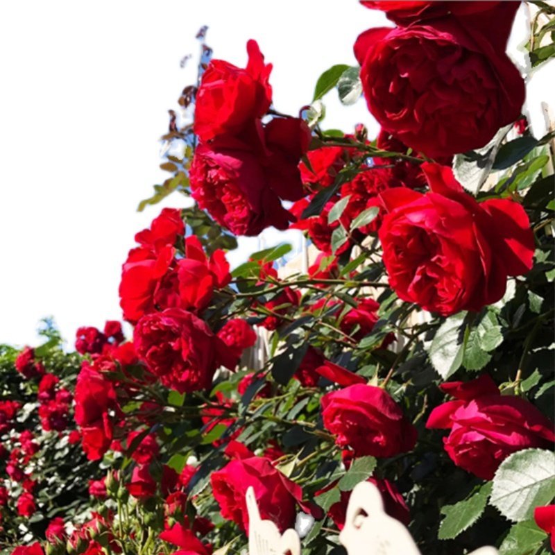 爬藤月季大苗多季开弗洛伦蒂娜萨红色大花多头庭院花园耐寒热植物,淘宝优惠券,粉丝福利购,淘宝优惠卷
