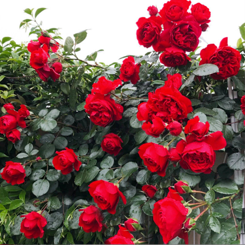 爬藤月季大苗多季开弗洛伦蒂娜萨红色大花多头庭院花园耐寒热植物,淘宝优惠券,粉丝福利购,淘宝优惠卷