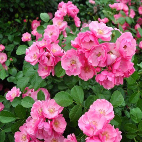 粉色龙沙宝石月季花苗藤本爬藤蔷薇花苗庭院植物粉龙盆栽月季花苗,淘宝优惠券,粉丝福利购,淘宝优惠卷