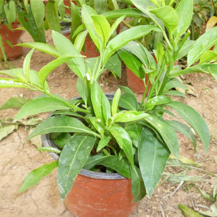 夜来香盆栽花苗室内外四季开花植物树苗夏季驱蚊香草净化空气包邮 - 图0