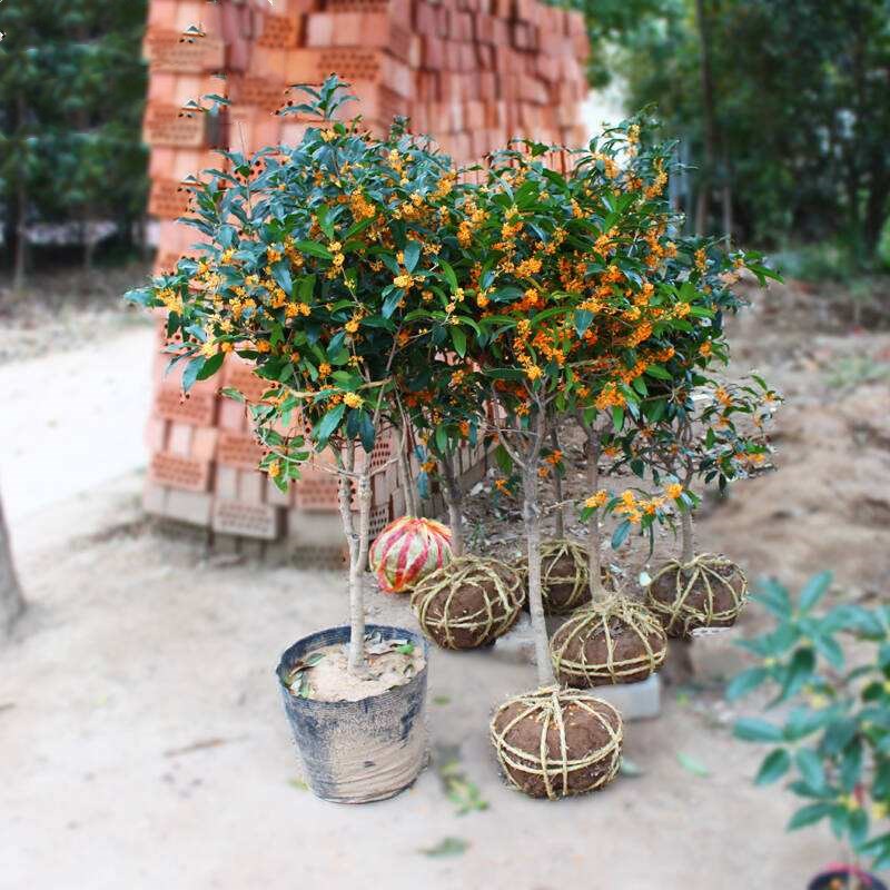 桂花苗包邮嫁接桂花树苗桂花盆栽地栽苗四季桂金桂丹桂沉香桂盆景 - 图0