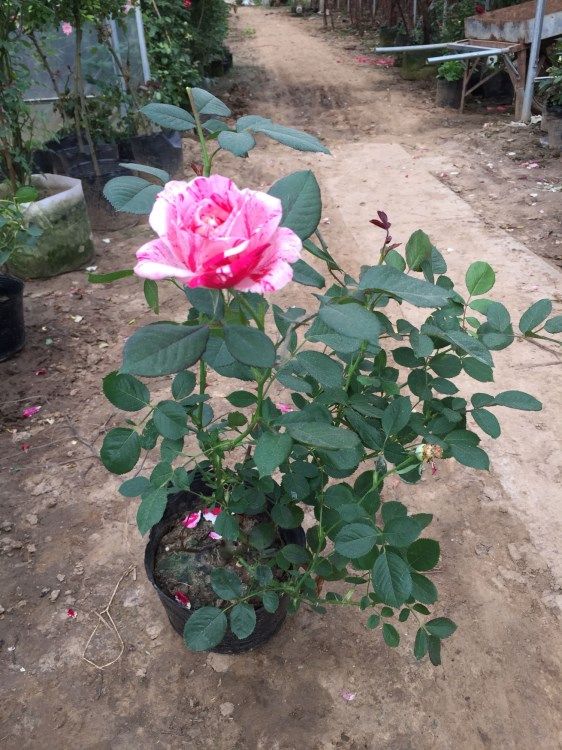 庭院阳台盆栽花卉 节日礼花 月季花苗 玫瑰花苗 带花苞带花发货,淘宝优惠券,粉丝福利购,淘宝优惠卷