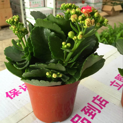 长寿花花苗四季绿植盆栽花卉室内桌面观花植物成品带花苞重瓣大花 - 图0