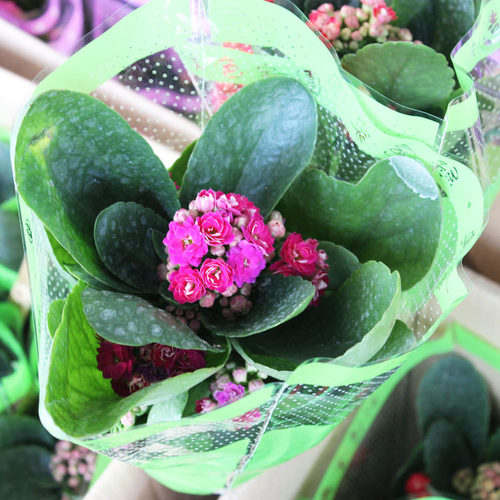 长寿花花苗四季绿植盆栽花卉室内桌面观花植物成品带花苞重瓣大花 - 图1