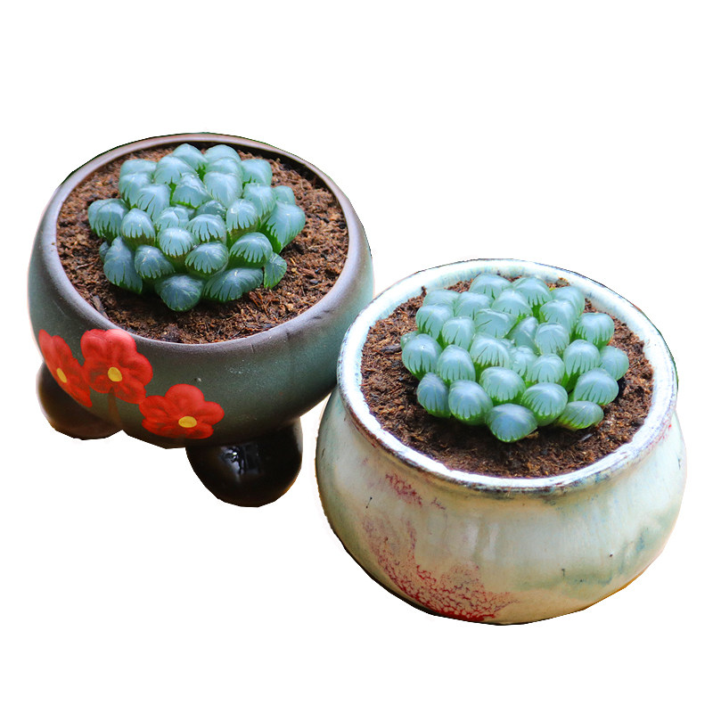 逸菲多肉多肉植种植土多肉组合花盆配方植料盆栽铺面石90ml装 逸菲多肉馆 淘优券