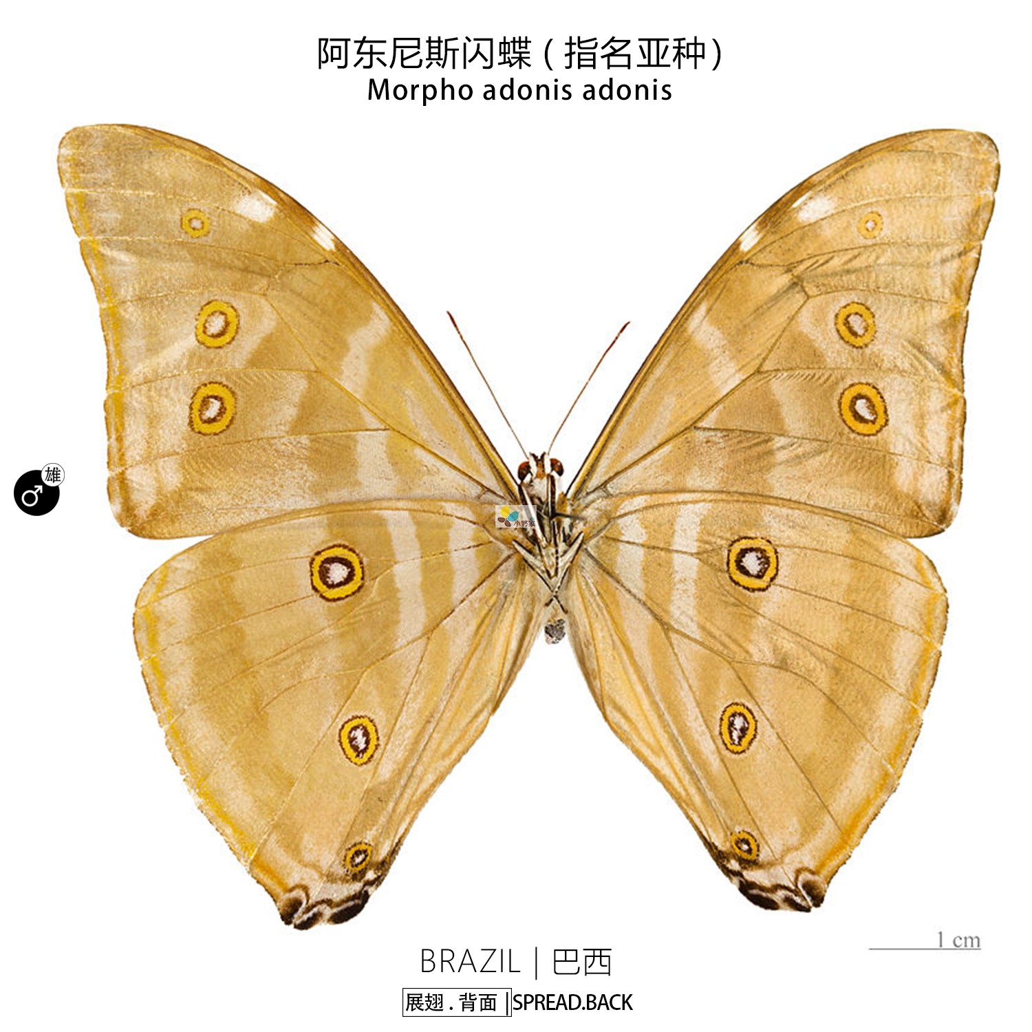 小野家蓝闪蝶标本 pair阿东尼斯闪蝶Morpho adonis 闪蝶原蝶 - 图0