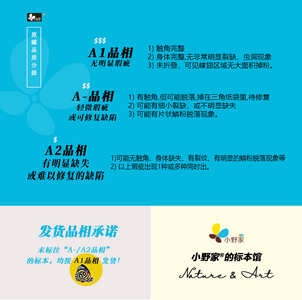 鞘翅目【天牛科】真昆虫标本真虫标本教学标本昆虫科普模型,淘宝优惠券,粉丝福利购,淘宝优惠卷