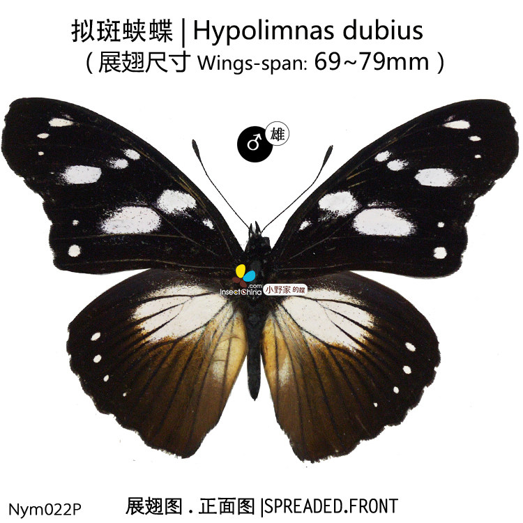蛱蝶亚科【眼蛱蝶族】优雅眼蛱蝶真蝴蝶标本昆虫原蝶科普展定制,淘宝优惠券,粉丝福利购,淘宝优惠卷
