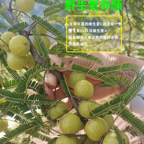 云南野生食用橄榄泡酒新鲜酸余甘果油柑子牛甘果罕见水果 - 图0