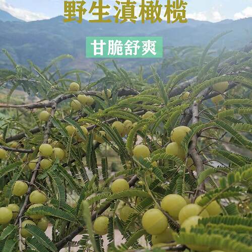 云南野生食用橄榄泡酒新鲜酸余甘果油柑子牛甘果罕见水果 - 图1