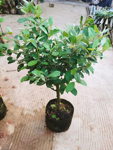 桃金娘精品苗改良大果种植庭院盆栽桃金娘树苗山捻子果苗盆景 - 图2