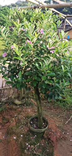 桃金娘精品苗改良大果种植庭院盆栽桃金娘树苗山捻子果苗盆景 - 图0