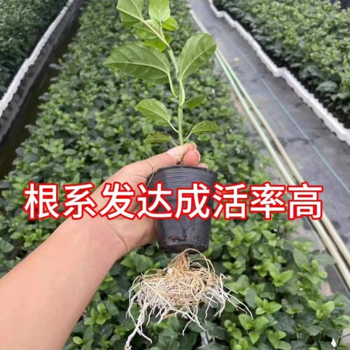 钦蜜黄金9号百香果嫁接苗树苗纯甜四季结果爬藤南方当年结果 - 图2