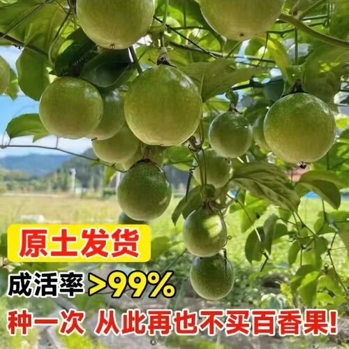 钦蜜黄金9号百香果嫁接苗树苗纯甜四季结果爬藤南方当年结果 - 图0