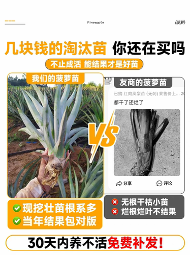 凤梨苗菠萝苗子带果盆栽大号南北方耐寒庭院矮化水果树苗 - 图1